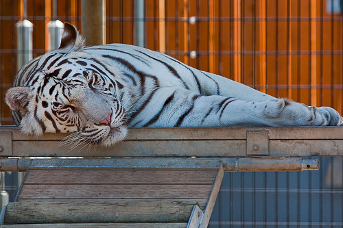 Cougar Mountain Zoo