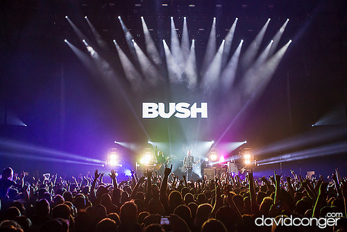 Bush