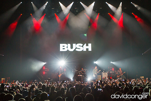 Bush