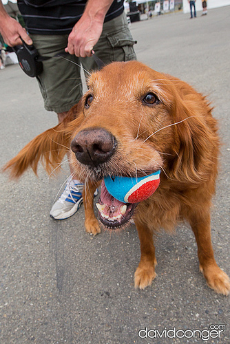 Pet-A-Palooza