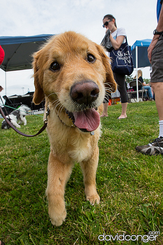 Pet-A-Palooza