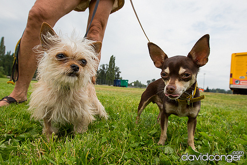 Pet-A-Palooza