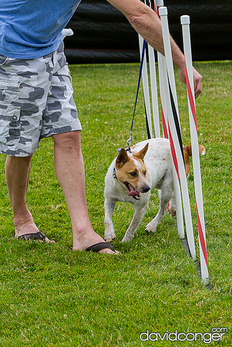 Pet-A-Palooza