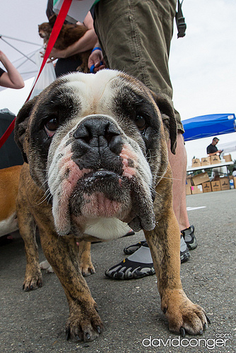 Pet-A-Palooza
