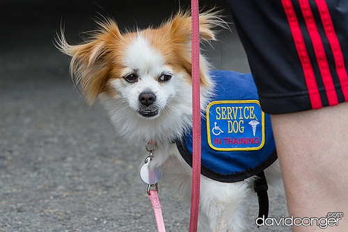Pet-A-Palooza