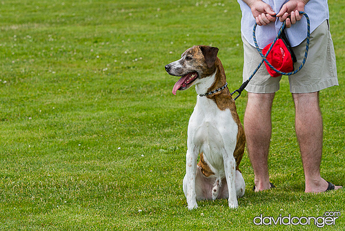 Pet-A-Palooza