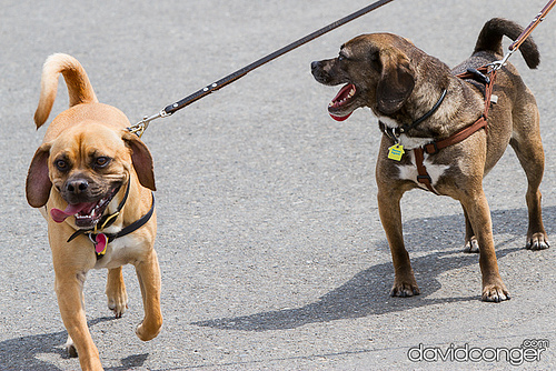 Pet-A-Palooza