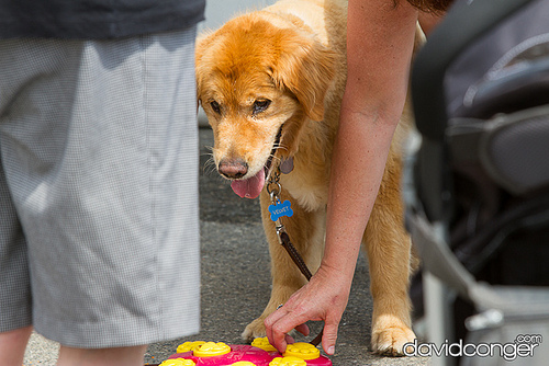 Pet-A-Palooza