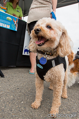 Pet-A-Palooza