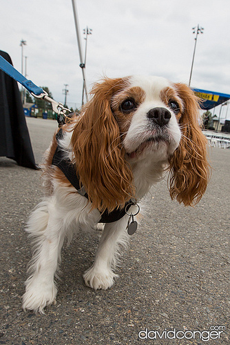 Pet-A-Palooza