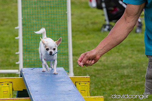 Pet-A-Palooza