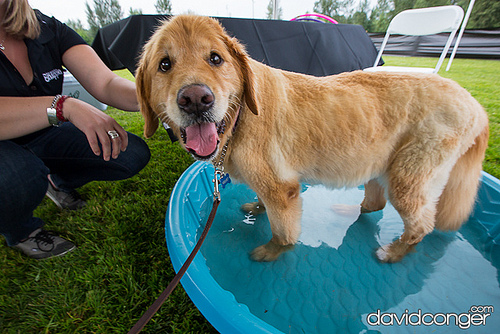 Pet-A-Palooza
