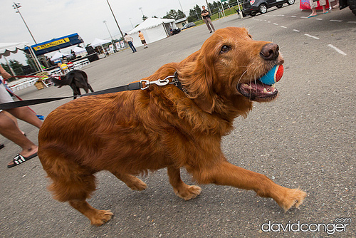Pet-A-Palooza
