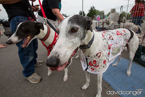 Pet-A-Palooza