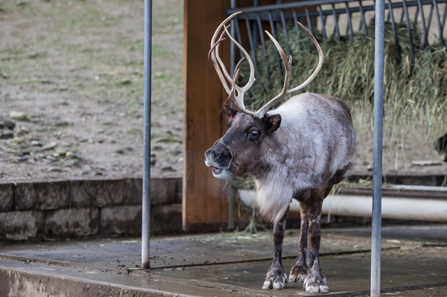 Breakfast with Santa