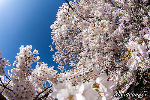 Cherry Blossoms