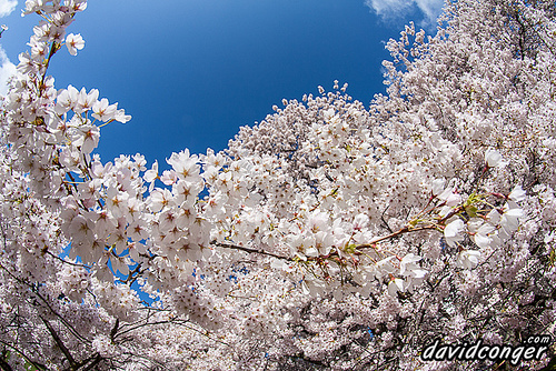 Cherry Blossoms